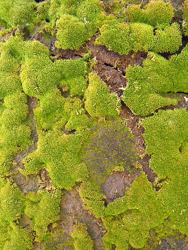 092105_Sequoia_Moss.JPG