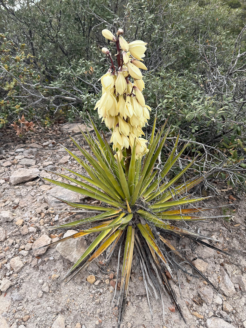 20260503_ChiracachuaNM_BananaYucca_A.JPG