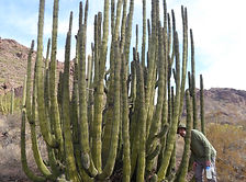Organ Pipe Cactus National Monument - Ajo, Arizona