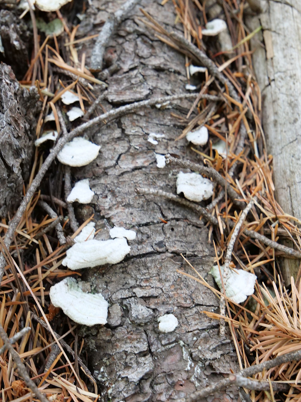 20230820_MtGraham_Mushrooms_F.JPG