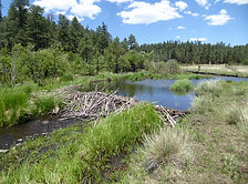 West Fork, Apache-Sitgreaves NF.