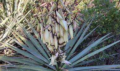 Banana Yucca Yucca baccata fruit flowers Pinal Mountains Arizona