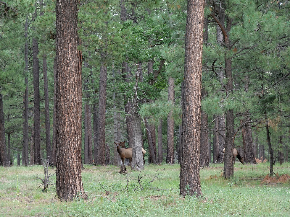 20220731_MogollonRim_Elk_A.JPG