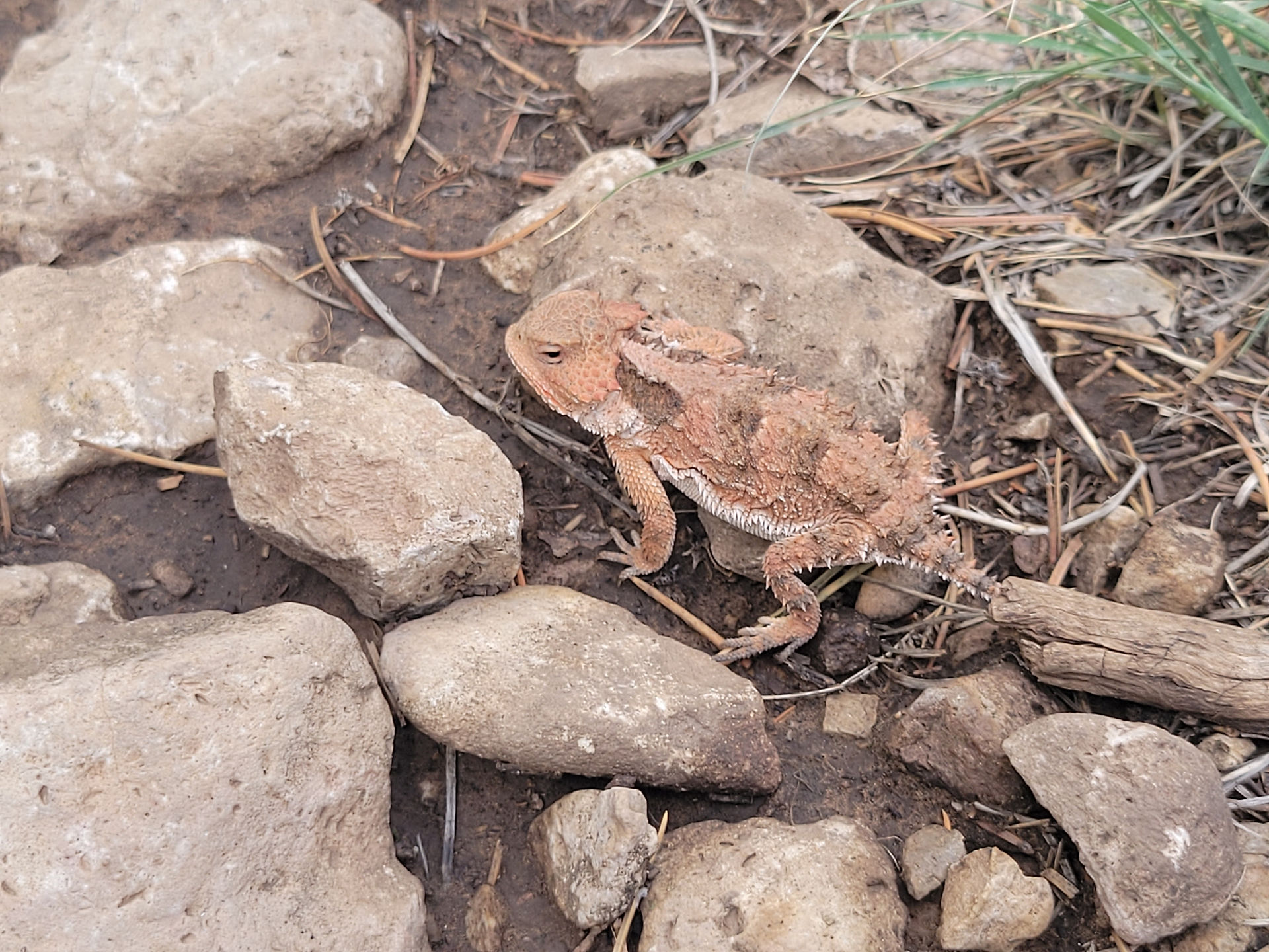horned lizard
