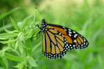 Monarch Butterfly