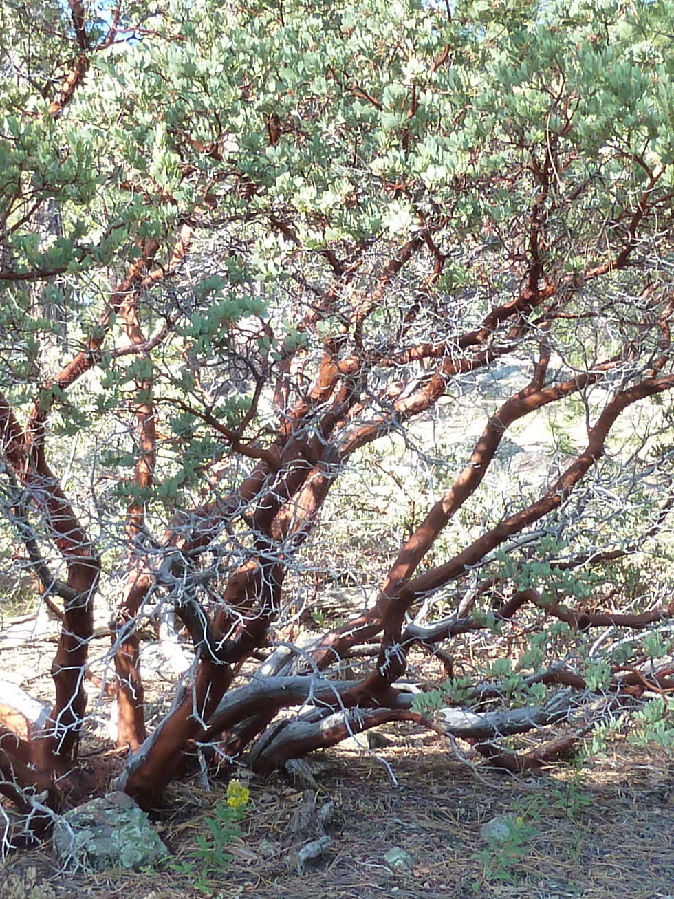 20111002_MogollonRim FR608_Plant_Manzanita_C.JPG