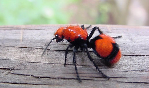 Insect