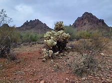 Ironwood Forest National Monument