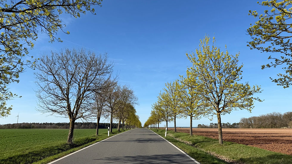 Landstraße mit frühlingshafter Allee aus Ahornbäumen. Die Strecke ist auch bekannt aus dem Franken Tatort.