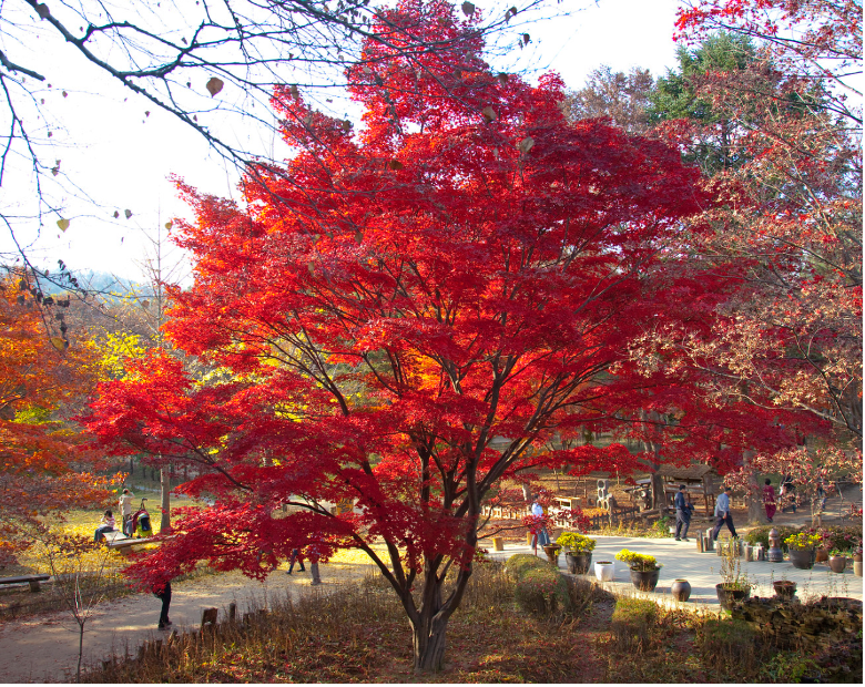 Red tree