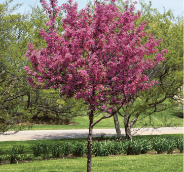 Crabapple tree in bloom