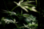 cannabis-marijuana-leaf-closeup.jpg