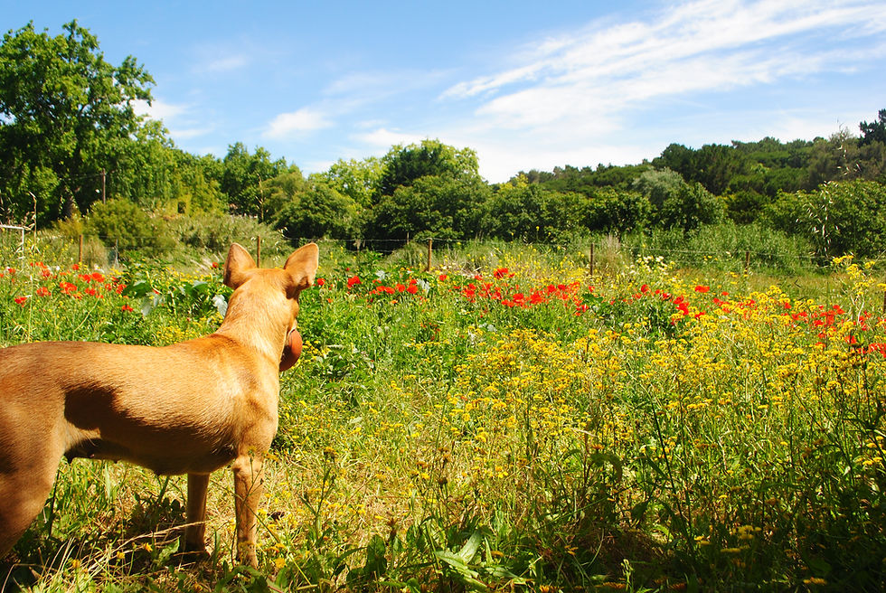 Onde deixar o seu animal de quatro patas?