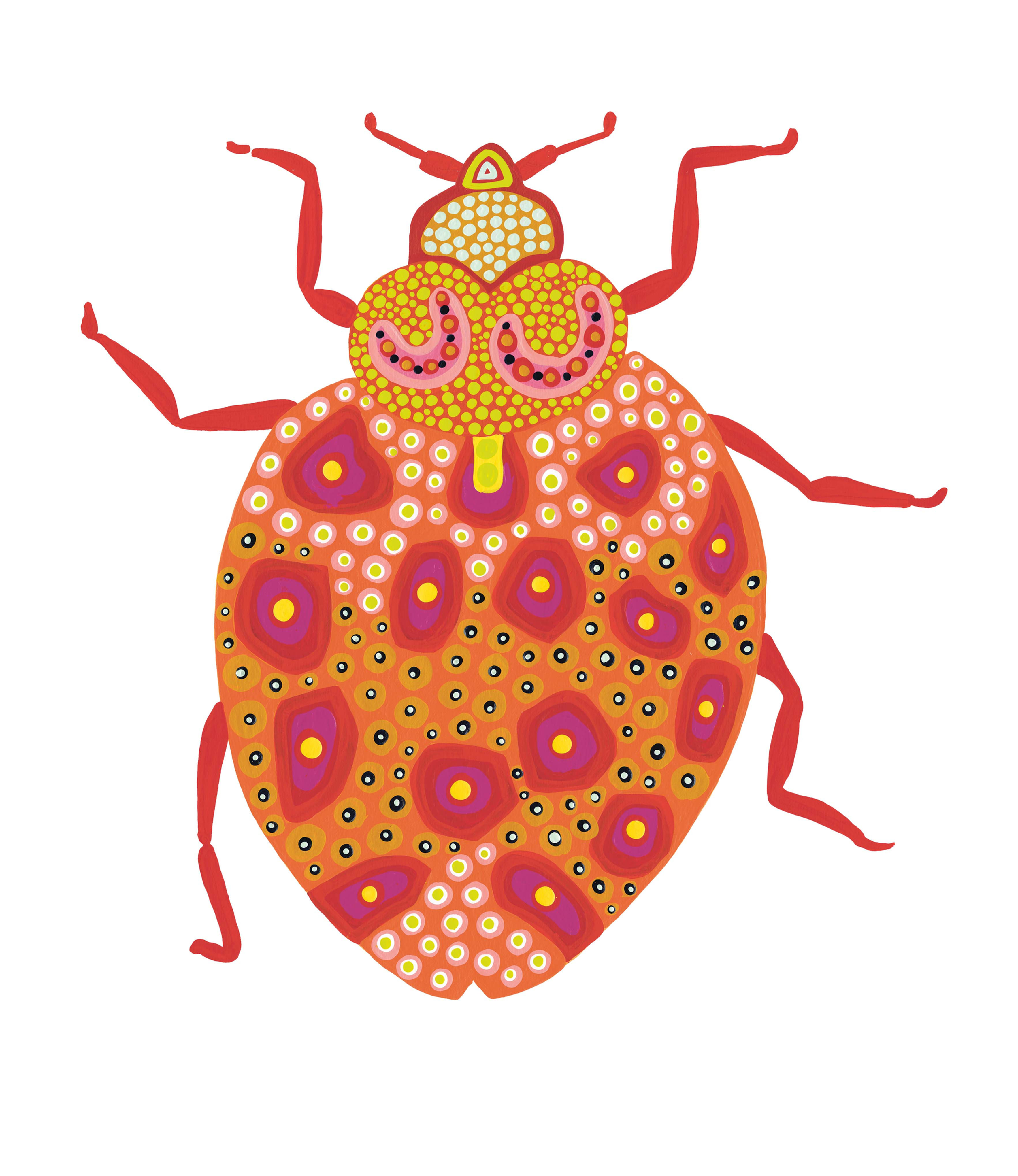 Original Illustration "Lady Beetle" from "Our Bugs"