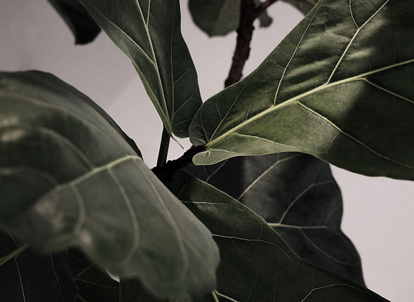 a close up of a green leaf on a tree_edited.jpg