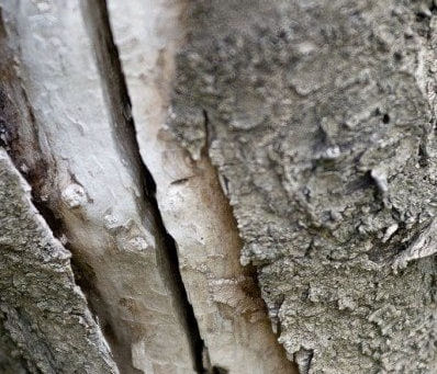 Frost Crack