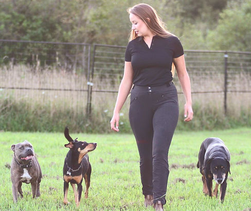 Dog Training - 1 on 1 session