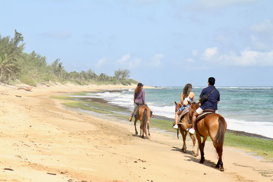 Beach horseback riding: four riders enjoy scenic coastal trail