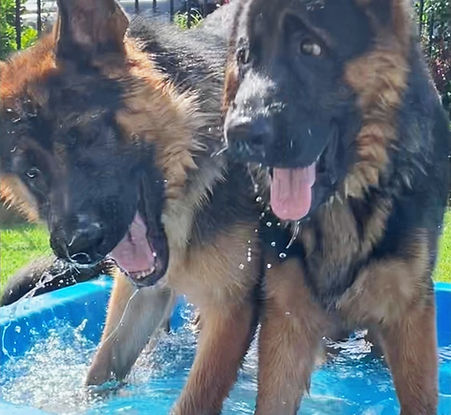 Filevas German Shepherds
