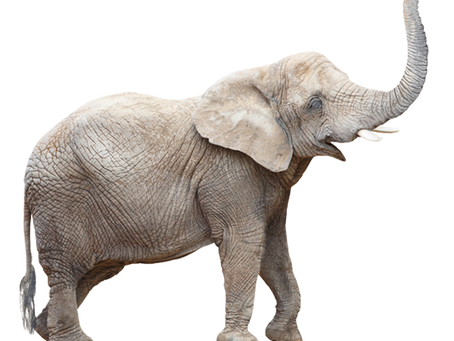 White Elephant