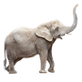 elefante