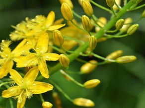 Discover the Power of Bulbine Natalensis Root Extract
