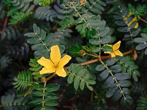 Tribulus Terrestris: Unlock Hidden Strength Naturally