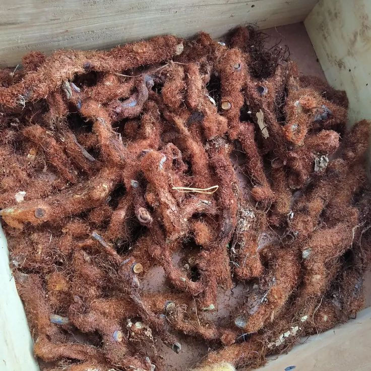 How to Use Kalawalla Root for Clear Skin Fast