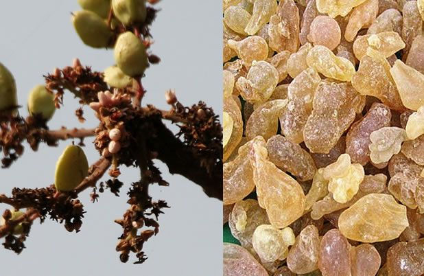Boswellia Serrata, also known as Indian frankincense, is a herbal extract celebrated for its powerful anti-inflammatory properties. Rich in boswellic acids, it has been traditionally used to support joint function, reduce swelling, and relieve discomfort caused by arthritis or osteoarthritis.