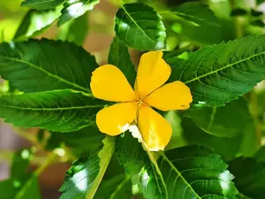 7 Reasons to Add Damiana to Your Daily Routine