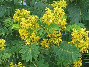 Why Senna leaves Are a Gut Health Game-Changer