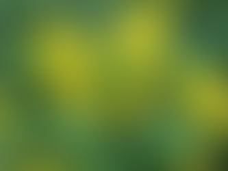 Why Senna leaves Are a Gut Health Game-Changer