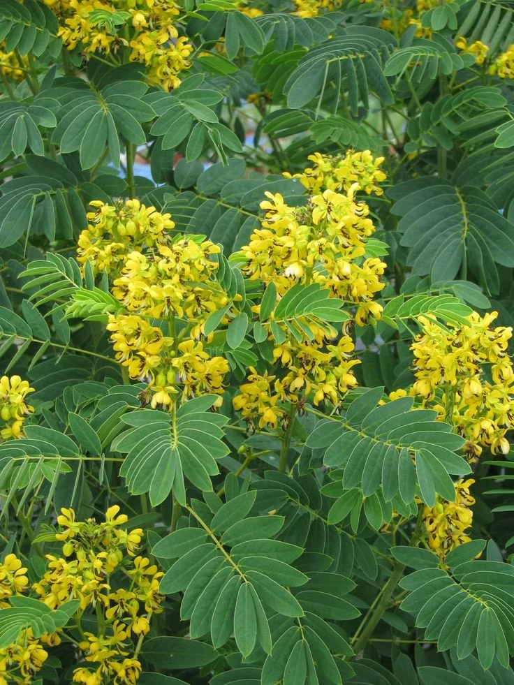 Why Senna leaves Are a Gut Health Game-Changer