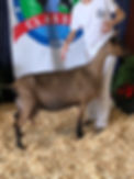 penny 2019.jpg