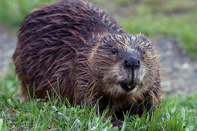 A Love Letter to Beavers