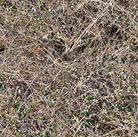 Groundcover 0187.jpg