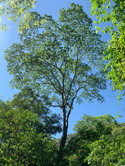Árbol.jpeg