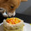 Thumbnail: Sunflower Garden Dog Cake