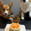Thumbnail: Sunflower Garden Dog Cake, perfect dog birthday cake made by Paw's Appetite