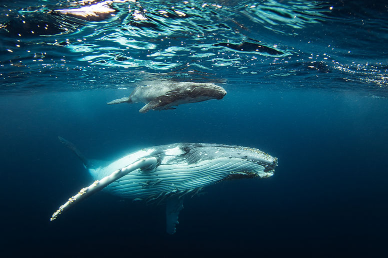 iStock-mother and calf photo.jpg
