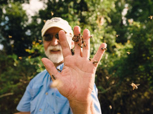 Bee a Hero: Tips for Helping Bees