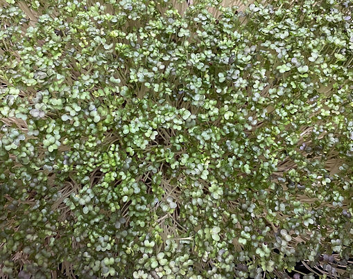 Roter Senf - Brassica Juncea