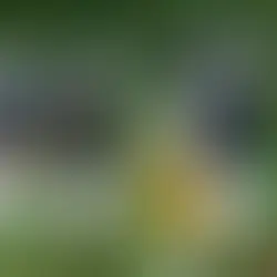 Marist vs Penn Preview & FCS Week 7 Outlook — Red Foxes Aim to Stay Above .500