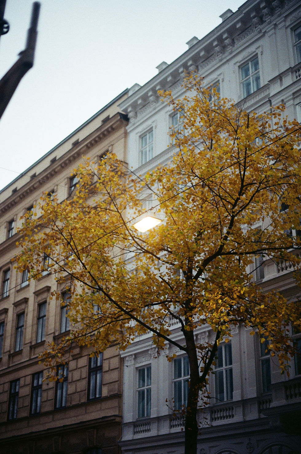 Viena
