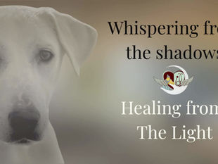 NOT JUST A RESCUE: WHISPERING DIGNITY INTO EVERY LIFE WE TOUCH