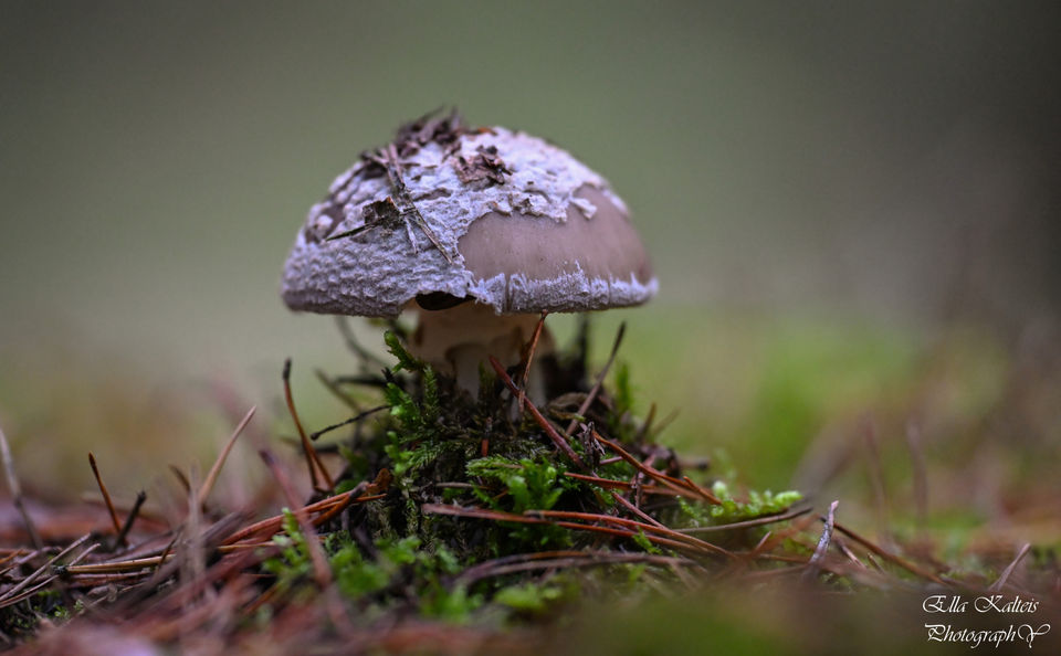 Pilz.jpg