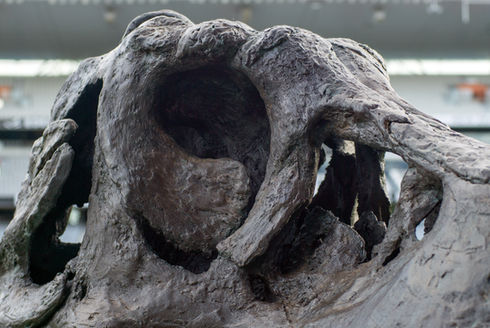 T-Rex skull fossil replica by Unfound Creations