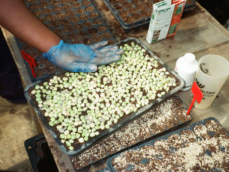 Blue-gloved hand arranges tiny green seedlings in trays on a potting table, with seed packets, labels, and cups nearby