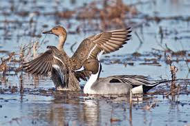 21-22 Second Split of Duck Season