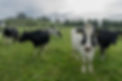 IRISH LIVESTOCK.jpg